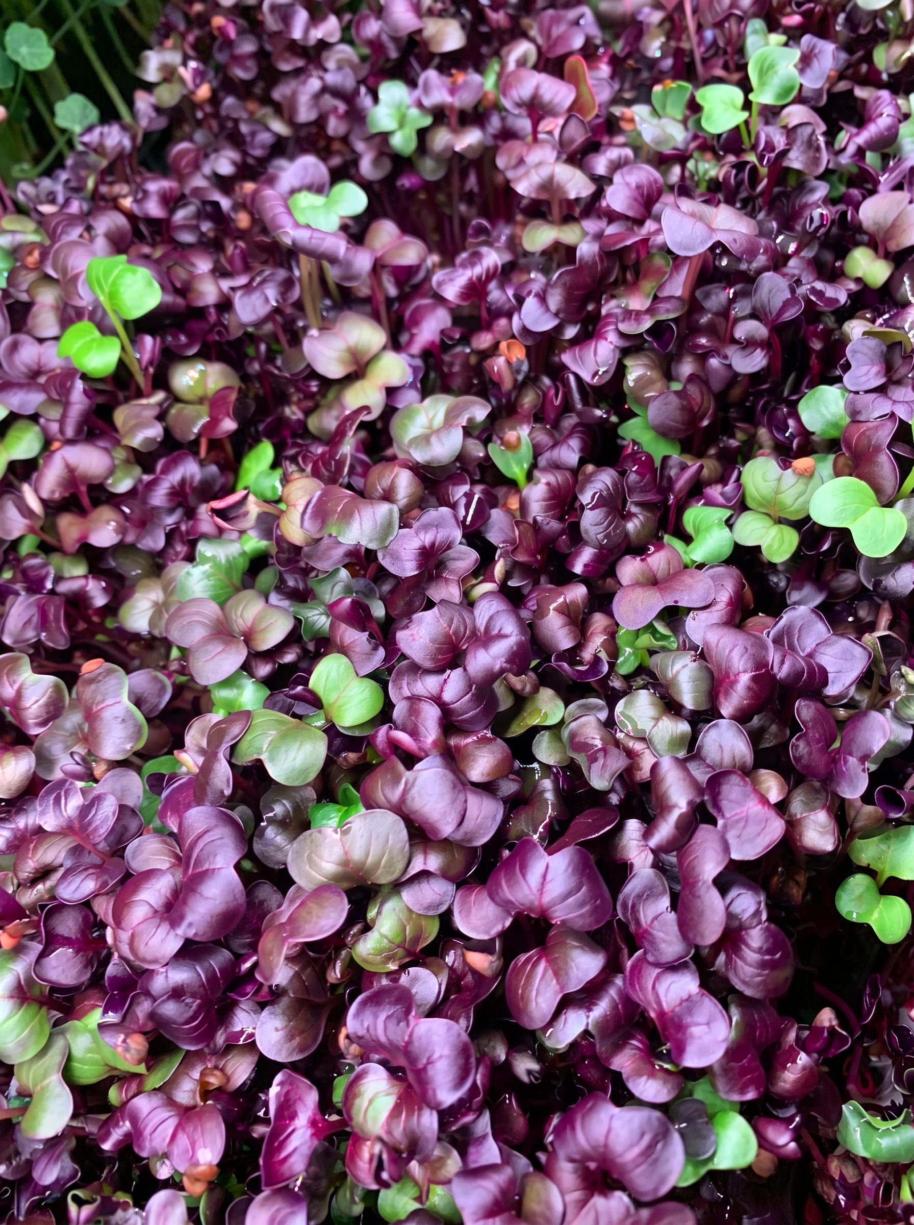Makro detail fialových ředkvičkových microgreens